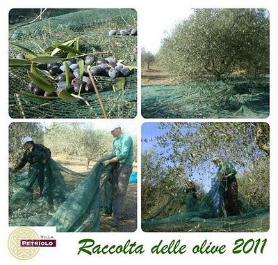 Il campo di ulivi s'apre e si chiude come un ventaglio...La raccolta delle olive 2011  a Villa Petriolo