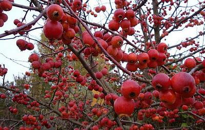 MELO EVEREST IL PICCOLO ALBERO DEI FRUTTI ORNAMENTALI