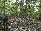 Foto giorno novembre 2011 rivede tigre nella foresta sumatra, rischio deforestazione