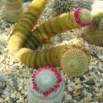 piante grasse e succulente al giardino di vico