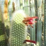 piante grasse e succulente al giardino di vico