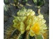 Cosa regalare Natale solo…Una pianta grassa speciale! Fatta ragazzi Giardino Sottovico