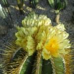 piante grasse e succulente al giardino di vico