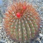 piante grasse e succulente al giardino di vico