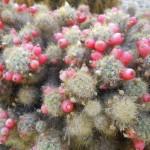 piante grasse e succulente al giardino di vico