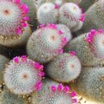 piante grasse e succulente al giardino di vico