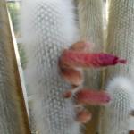 piante grasse e succulente al giardino di vico