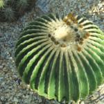 piante grasse e succulente al giardino di vico