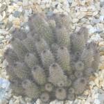 piante grasse e succulente al giardino di vico