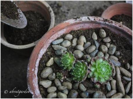 Sempervivum