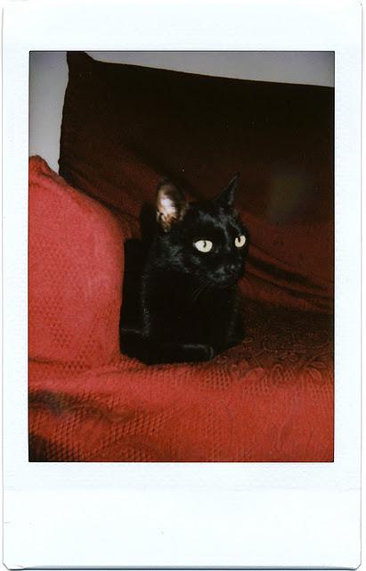 17 Novembre Giornata del Gatto Nero