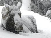 Record precipitazioni nevose alaska