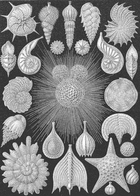 SPETTACOLARI PATTERNS NELLE ILLUSTRAZIONI SCIENTIFICHE DI ERNST HAECKEL