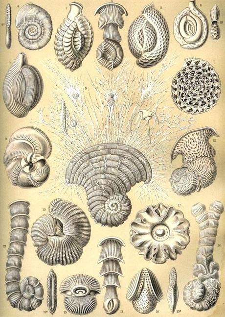 SPETTACOLARI PATTERNS NELLE ILLUSTRAZIONI SCIENTIFICHE DI ERNST HAECKEL