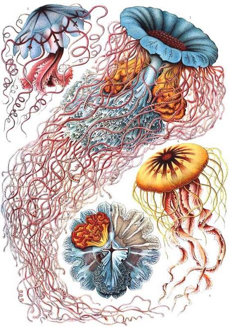 SPETTACOLARI PATTERNS NELLE ILLUSTRAZIONI SCIENTIFICHE DI ERNST HAECKEL