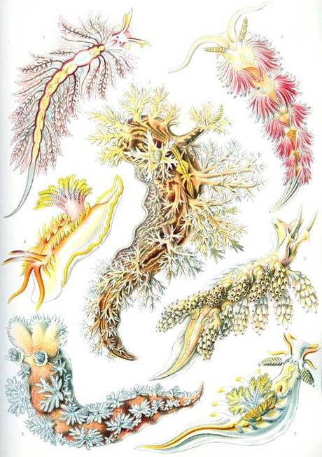 SPETTACOLARI PATTERNS NELLE ILLUSTRAZIONI SCIENTIFICHE DI ERNST HAECKEL