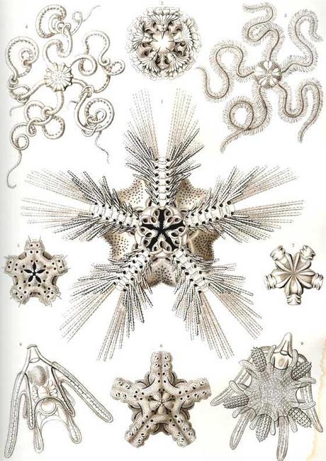 SPETTACOLARI PATTERNS NELLE ILLUSTRAZIONI SCIENTIFICHE DI ERNST HAECKEL