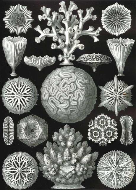 SPETTACOLARI PATTERNS NELLE ILLUSTRAZIONI SCIENTIFICHE DI ERNST HAECKEL