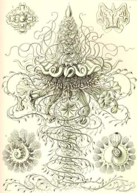 SPETTACOLARI PATTERNS NELLE ILLUSTRAZIONI SCIENTIFICHE DI ERNST HAECKEL