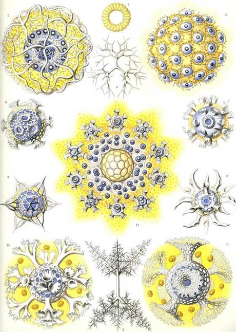 SPETTACOLARI PATTERNS NELLE ILLUSTRAZIONI SCIENTIFICHE DI ERNST HAECKEL