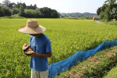 Campo Riso Cina Korea 450x300 Giappone: Trovate tracce radioattive nel riso della zona