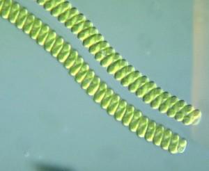 L’alga spirulina