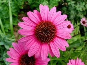 Echinacea, la pianta dell’autunno.