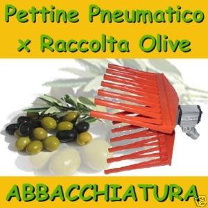 L’olio di Renzo per superare i problemi dell’olivicoltura del Salento