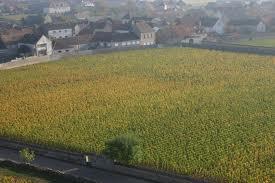 Meursault Clos de Mazeray, monopole Jacques Prieur