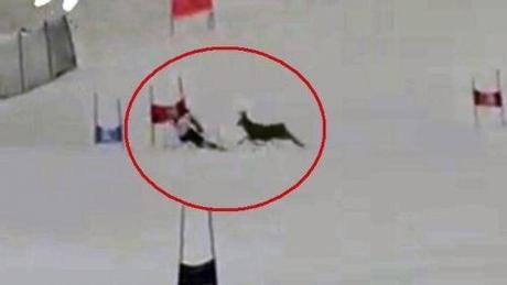 Cervo in piasta,Gisin lo evita per un soffio