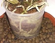 rinvaso delle orchidee