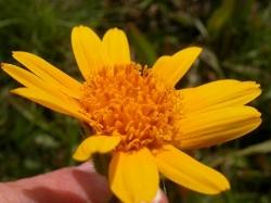 arnica montana2