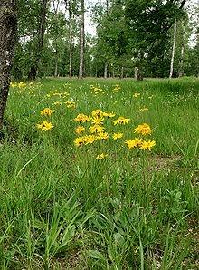 arnica montana