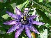 tintura madre passiflora