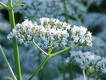 tintura madre valeriana2