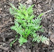 tintura madre valeriana