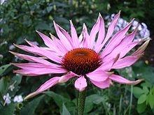 tintura madre echinacea