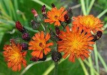 tintura madre pilosella