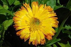 tintura madre calendula