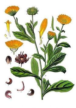 tintura madre calendula2