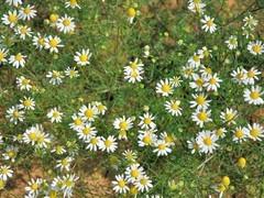 decotto di camomilla