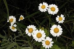 decotto di camomilla2