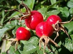 infuso di rosa canina