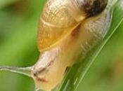 orto biologico: protezione dalle lumache