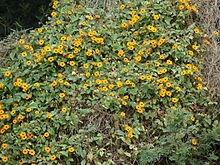 Susanna dagli occhi neri 2