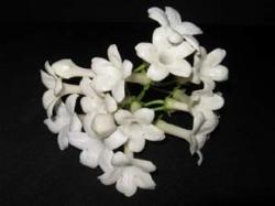 Gelsomino del Madagascar2