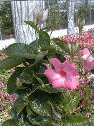 Mandevilla