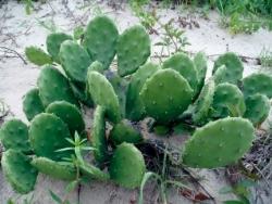 nopal1