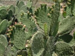 nopal2