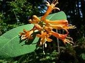 Caprifoglio (Lonicera)